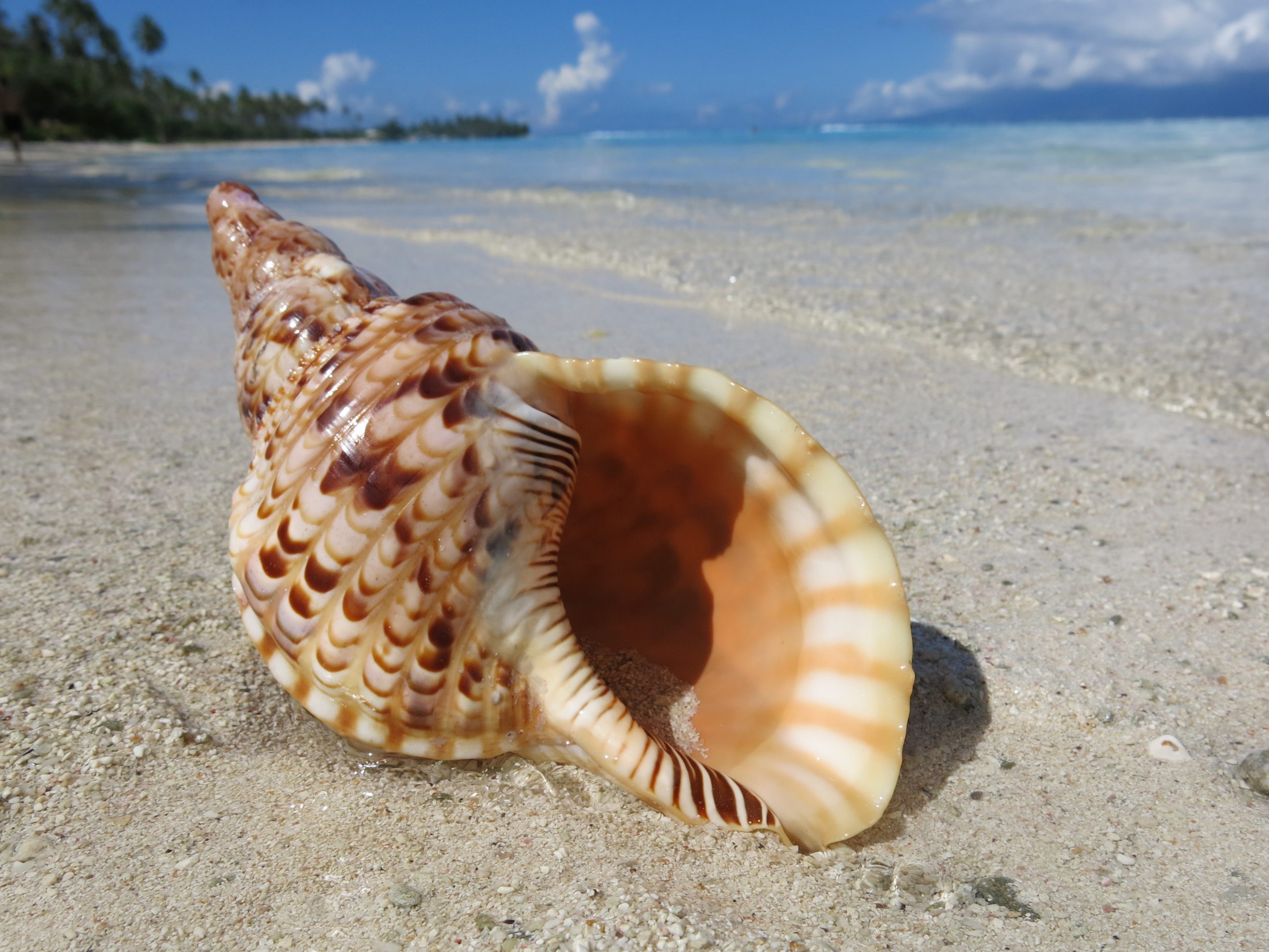 An ode to the oceanography degree – Dr. Siddhi Joshi